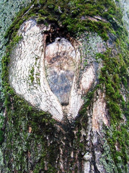 Die_K9er,_5-6_-_Herzbaum