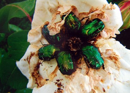 Ines,_11_-_Kaffeekr,,aenzch