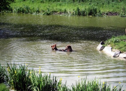 Jennifer,_10_-_Die_B,,aeren