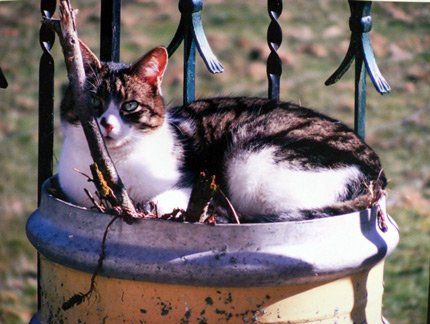 Lola,_8_-_Pogo_im_Blumentop