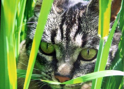 Nikolas,_10_-_Haustieger_in