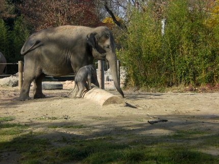 Elefant 10 (430x323)