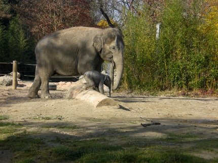Elefant 11 (430x323)