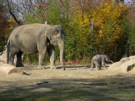 Elefant 12 (430x323)