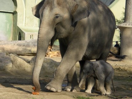 Elefant 2 (430x323)