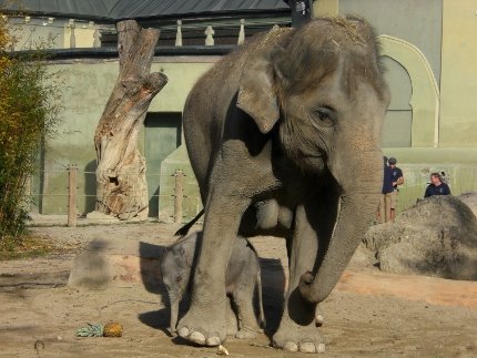 Elefant 4 (430x323)