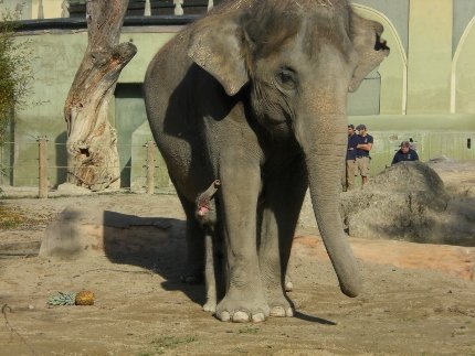 Elefant 5 (430x323)