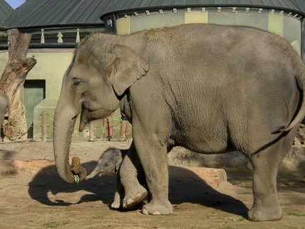 Elefant 6 (430x323)