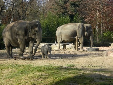 Elefant 7 (430x323)