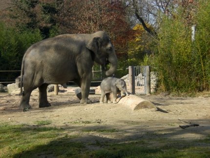 Elefant 8 (430x323)
