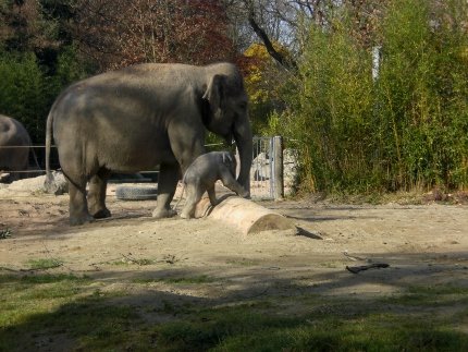 Elefant 9 (430x323)