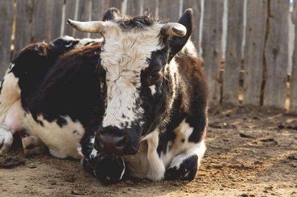 tumblr_inline_n4m0j1Fa2L1r30c7q