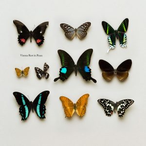 Vienna Rest in Peace