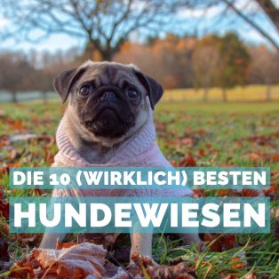 Die 10 (wirklich) besten Hundewiesen in München